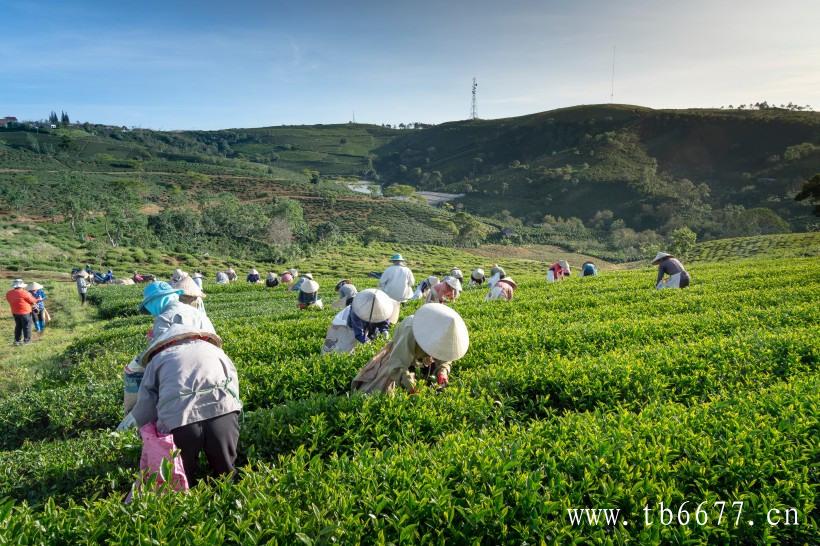 白茶泡茶比例