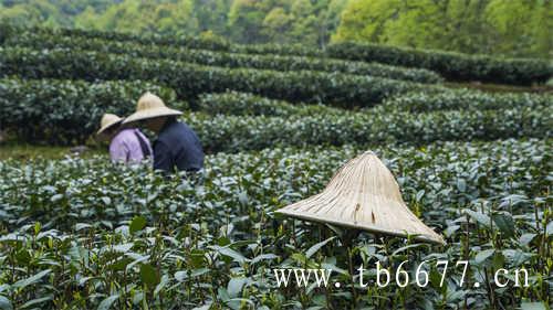 寻茶之旅福鼎大岗村