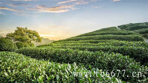 现在中国普洱茶十大品牌