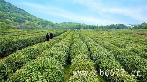 寿眉饼捆绑焖茶壶的套路