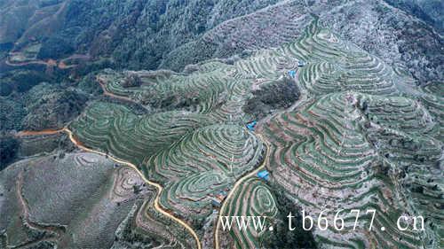 福鼎寿眉白茶饼价格