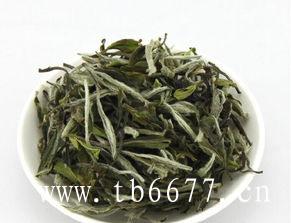 福鼎白茶茶树特征