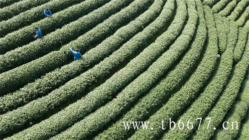 每天喝乌龙茶有什么好处