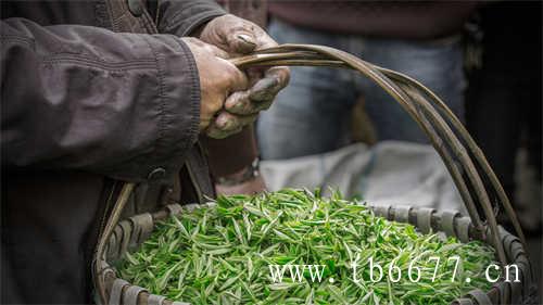 乌龙茶质量优劣的鉴别标准