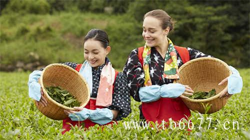 老白茶的芳香你知道多少