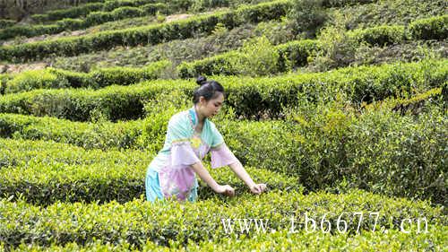 茶圣居贵妃乌龙茶你喝过吗