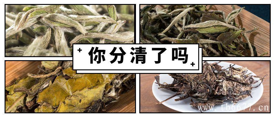 福鼎大毫茶