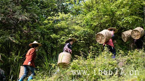 为什么茶有这么多味道看完秒懂