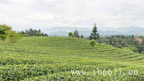 高山乌龙茶是什么茶