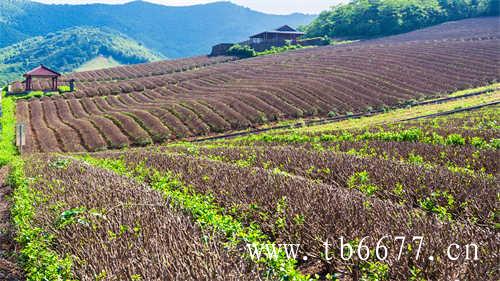 福鼎大岗村的白牡丹茶