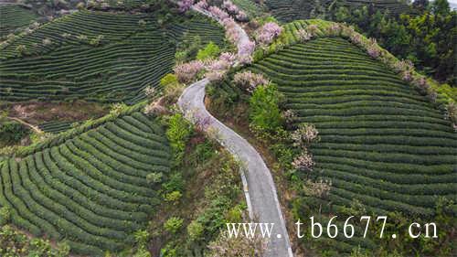 福鼎寿眉茶多少钱一斤