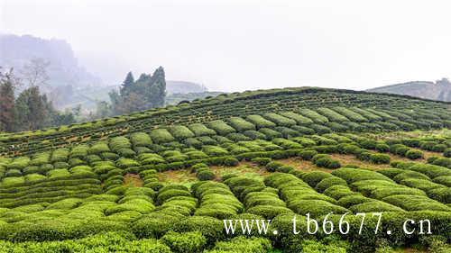 台湾乌龙茶有哪些品种