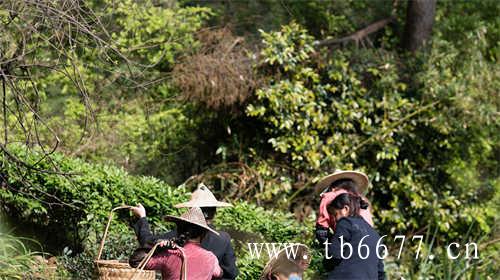 武夷山岩茶的做青技术