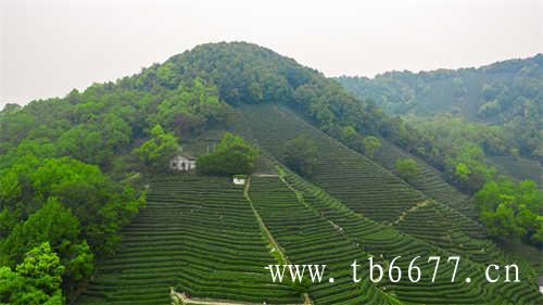 水仙茶是乌龙茶