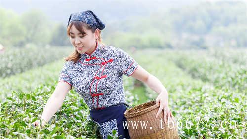 嘉义阿里山茶产业运销合作社