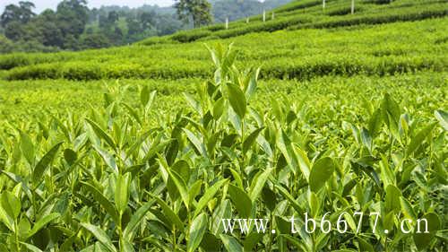 大红袍是茶树名还是茶叶产品