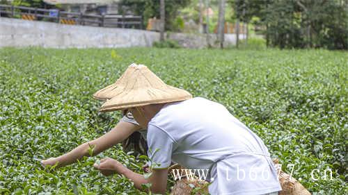 老白茶怎么泡