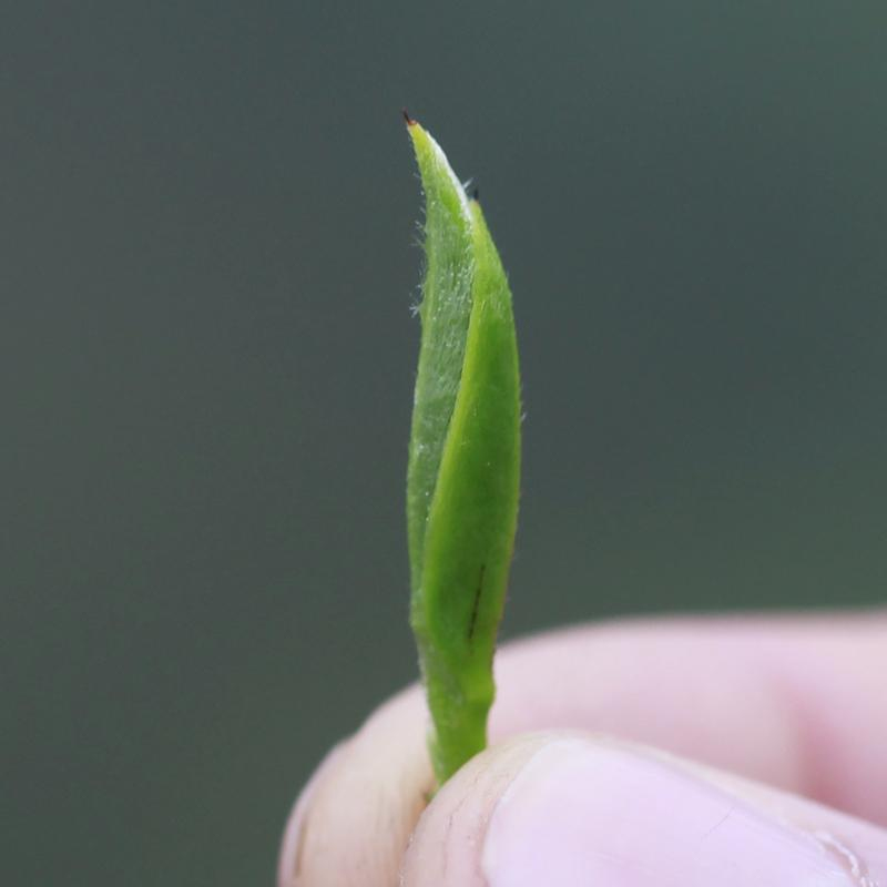 福鼎白茶含水量国标提高