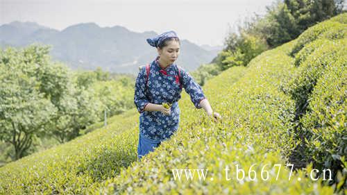 台湾高山人参乌龙茶