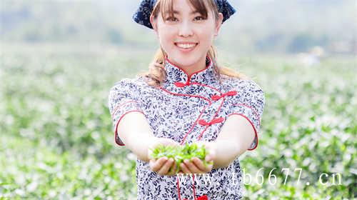 「三得利」橘皮乌龙茶新探