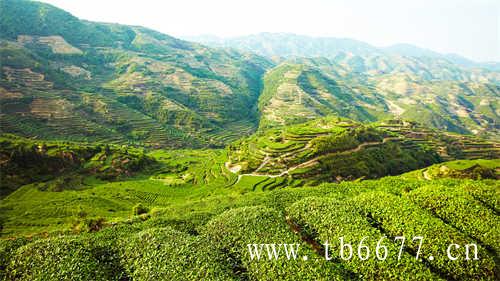 高山乌龙茶饮料