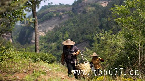 极边腾冲高山乌龙茶