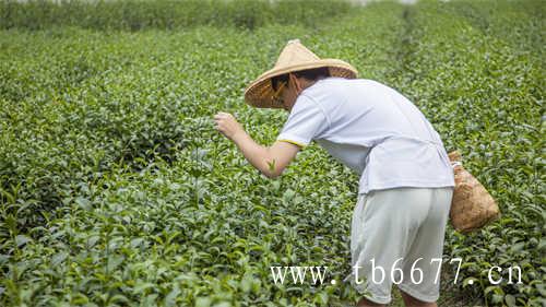 有哪些值得推荐的冷门茶叶