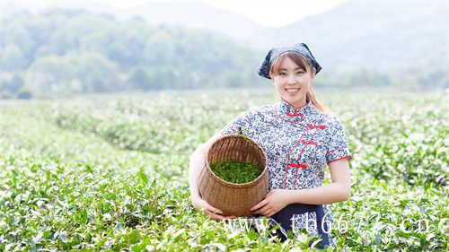 陈皮和白茶你更喜欢哪一个