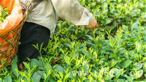 乌龙茶是绿茶还是红茶