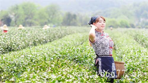 泡茶礼仪之茶巾篇