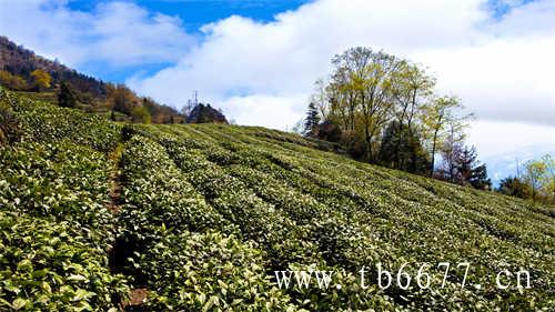 福鼎寿眉白茶老