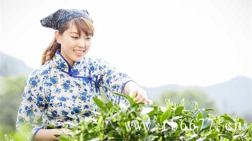 福鼎白茶制茶师研习班成功举办