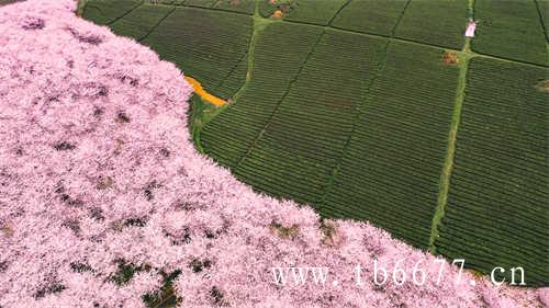 福建白茶品种有哪几种