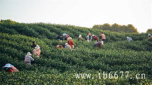 寿眉是白茶中低端茶吗