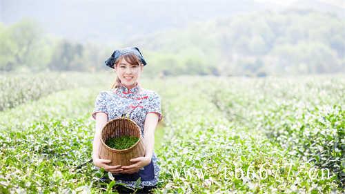 特级老白茶寿眉茶饼价格