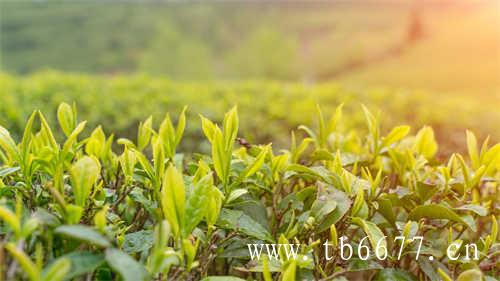 陈茶饼和新茶饼哪个好