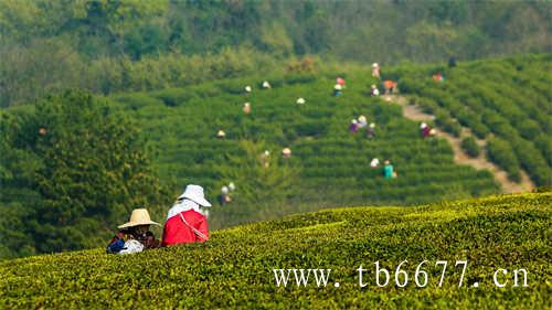 高山白茶典范磻溪高山