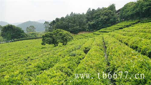 潮汕工夫茶道的核心价值