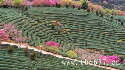 闽北乌龙茶是被子植物门