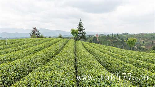 1月爱用物里曾经登场过的茶饮