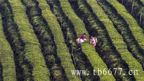 白茶中品质最差的茶叶是哪一种