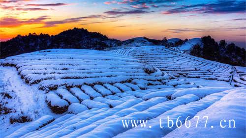 奈雪推出智能奶茶机