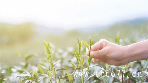 门启·茶业香太姥洋村