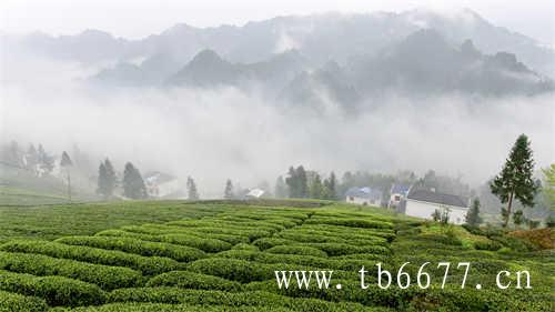 福建太姥山的茶为什么好