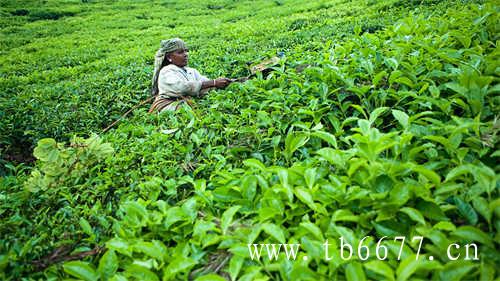 荒野茶是什么茶