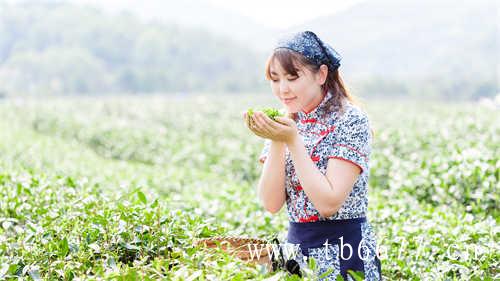 散茶与茶饼存放误区