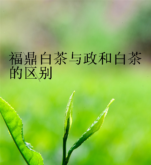 福鼎白茶与政和白茶的区别