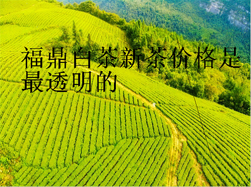 福鼎白茶新茶价格是最透明的