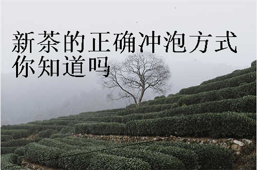 新茶的正确冲泡方式你知道吗