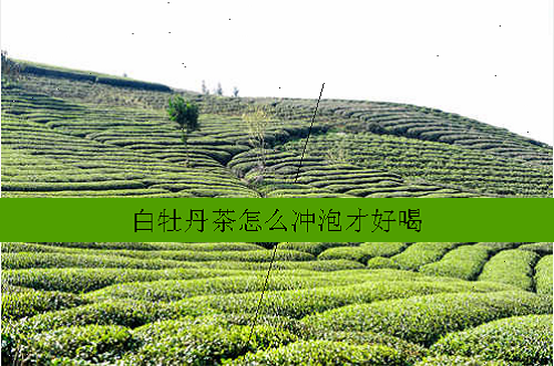 白牡丹茶怎么冲泡才好喝